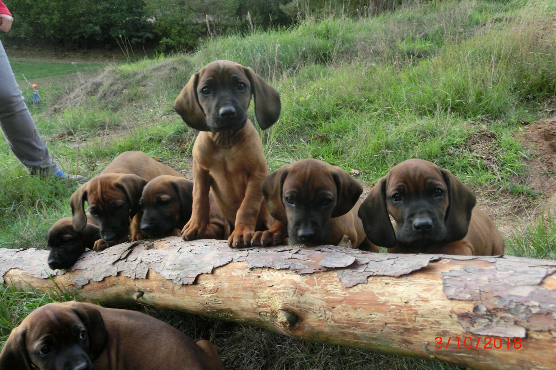 Jägerverein Jura e.V. – Jagdhunde